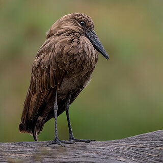 Lake Naivasha - Hamerkop